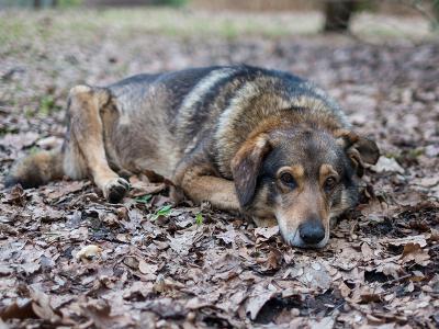 Приют для собак в Сасово приостановил работу
